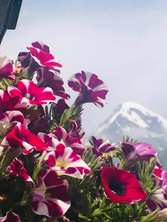 Guest House Elguja Qushashvili Kazbegi Εξωτερικό φωτογραφία